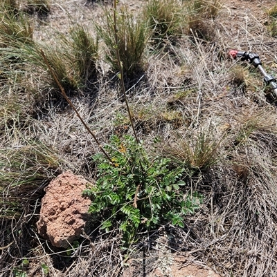 Acaena x ovina (Sheep's Burr) at Hawker, ACT - 4 Mar 2025 by sangio7