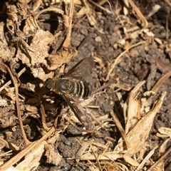 Villa sp. (genus) (Unidentified Villa bee fly) at Higgins, ACT - 4 Mar 2025 by AlisonMilton