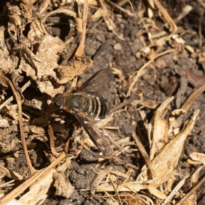 Villa sp. (genus) (Unidentified Villa bee fly) at Higgins, ACT - 4 Mar 2025 by AlisonMilton