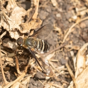 Villa sp. (genus) at Higgins, ACT - 4 Mar 2025 01:43 PM