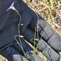 Wahlenbergia capillaris (Tufted Bluebell) at Hawker, ACT - 4 Mar 2025 by sangio7