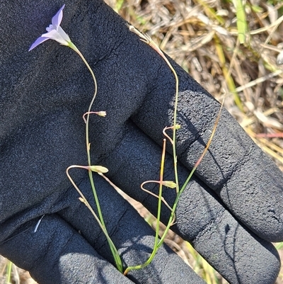 Wahlenbergia capillaris (Tufted Bluebell) at Hawker, ACT - 4 Mar 2025 by sangio7