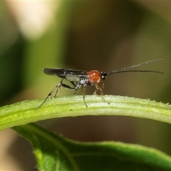 Ichneumonoidea (Superfamily) (A species of parasitic wasp) at Higgins, ACT - 4 Mar 2025 by AlisonMilton