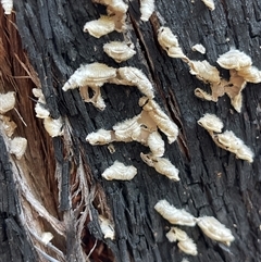 Stereum hirsutum (Hairy Curtain Crust) at Lankeys Creek, NSW - 5 Mar 2025 by Flelflowers