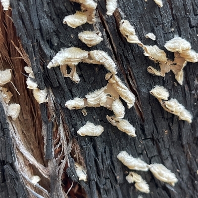 Stereum hirsutum (Hairy Curtain Crust) at Lankeys Creek, NSW - 5 Mar 2025 by Flelflowers