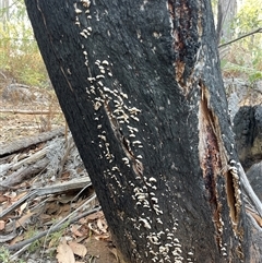 Stereum hirsutum at Lankeys Creek, NSW - 5 Mar 2025 06:00 PM