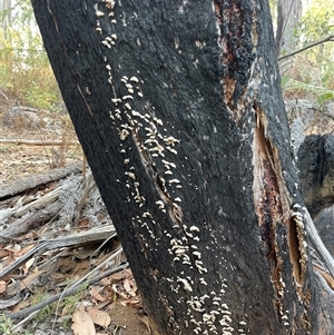 Stereum hirsutum at Lankeys Creek, NSW - 5 Mar 2025 06:00 PM