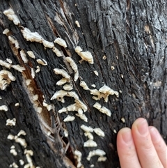 Stereum hirsutum at Lankeys Creek, NSW - 5 Mar 2025 06:00 PM