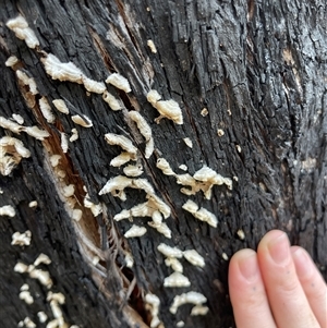 Stereum hirsutum at Lankeys Creek, NSW - 5 Mar 2025 06:00 PM