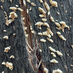 Stereum hirsutum at Lankeys Creek, NSW - 5 Mar 2025 06:00 PM