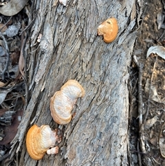 Trametes coccinea (Scarlet Bracket) at Lankeys Creek, NSW - 5 Mar 2025 by Flelflowers