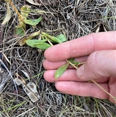 Centaurium erythraea (Common Centaury) at Lankeys Creek, NSW - 5 Mar 2025 by Flelflowers