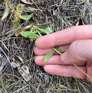 Centaurium erythraea at Lankeys Creek, NSW - 5 Mar 2025 05:52 PM