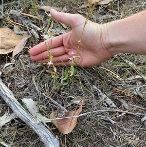 Centaurium erythraea at Lankeys Creek, NSW - 5 Mar 2025 05:52 PM