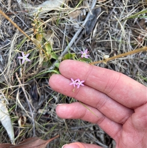 Centaurium erythraea at Lankeys Creek, NSW - 5 Mar 2025 05:52 PM