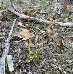 Centaurium erythraea at Lankeys Creek, NSW - 5 Mar 2025 05:52 PM