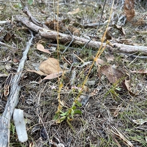 Centaurium erythraea at Lankeys Creek, NSW - 5 Mar 2025 05:52 PM
