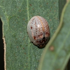 Paropsisterna m-fuscum (Eucalyptus Leaf Beetle) at Higgins, ACT - 5 Mar 2025 by AlisonMilton