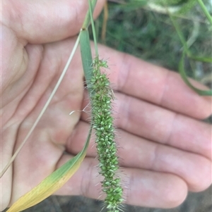 Setaria verticillata (Whorled Pigeon Grass) at Narrabundah, ACT - 5 Mar 2025 by jklem621