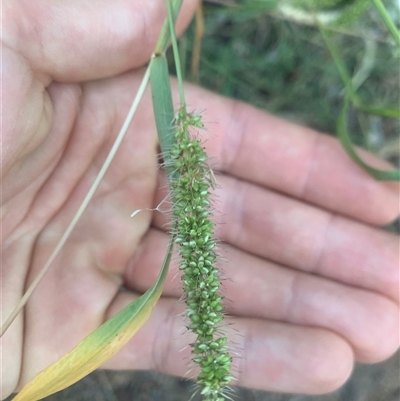 Setaria verticillata (Whorled Pigeon Grass) at Narrabundah, ACT - 5 Mar 2025 by jklem621