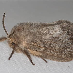 Pernattia pusilla at Melba, ACT - 2 Mar 2025 11:06 PM