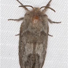 Pernattia pusilla at Melba, ACT - 2 Mar 2025 11:06 PM