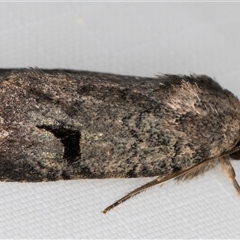 Thoracolopha verecunda (A Noctuid moth (Acronictinae)) at Melba, ACT - 2 Mar 2025 by kasiaaus