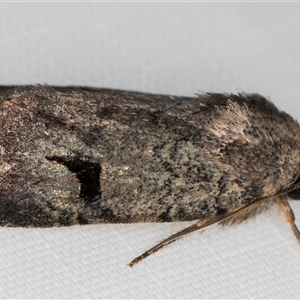 Thoracolopha verecunda at Melba, ACT - 2 Mar 2025 11:06 PM