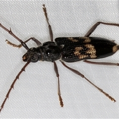 Phoracantha semipunctata (Common Eucalypt Longicorn) at Melba, ACT - 2 Mar 2025 by kasiaaus