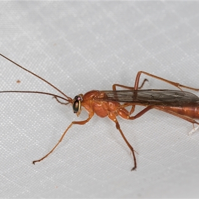 Ichneumonidae (family) (Unidentified ichneumon wasp) at Melba, ACT - 2 Mar 2025 by kasiaaus