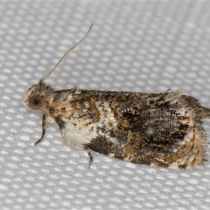 Acroceuthes metaxanthana at Melba, ACT - 2 Mar 2025 11:13 PM