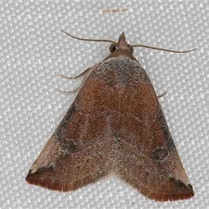 Mataeomera mesotaenia (Large Scale Moth) at Melba, ACT - 2 Mar 2025 by kasiaaus