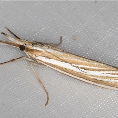 Hednota species near grammellus (Pyralid or snout moth) at Melba, ACT - 2 Mar 2025 by kasiaaus