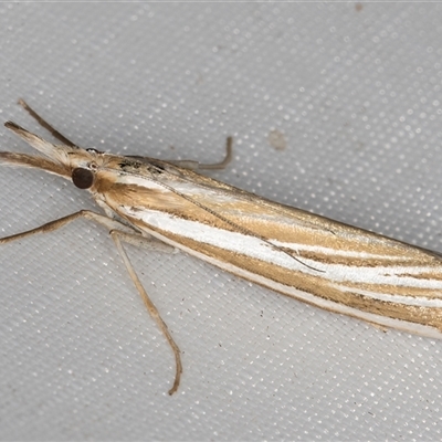 Hednota species near grammellus (Pyralid or snout moth) at Melba, ACT - 2 Mar 2025 by kasiaaus