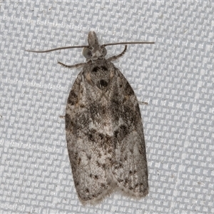 Isotenes miserana at Melba, ACT - 3 Mar 2025 10:59 PM