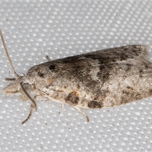 Isotenes miserana at Melba, ACT - 3 Mar 2025 10:59 PM