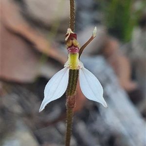 Eriochilus cucullatus (Parson's Bands) at Bruce, ACT - 4 Mar 2025 by Bubbles