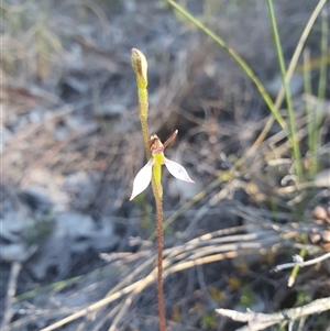 Eriochilus cucullatus at Bruce, ACT - suppressed