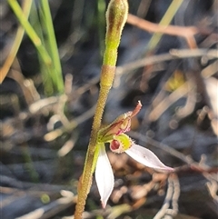 Eriochilus cucullatus at Bruce, ACT - suppressed