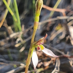 Eriochilus cucullatus at Bruce, ACT - suppressed