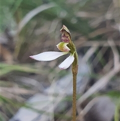 Eriochilus cucullatus at Bruce, ACT - suppressed