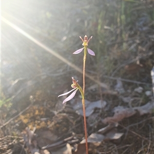 Eriochilus cucullatus at Bruce, ACT - suppressed