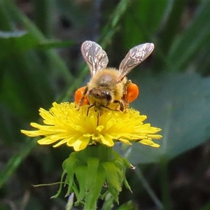 Apis mellifera at Gordon, ACT - Yesterday 01:39 PM