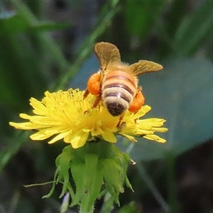 Apis mellifera at Gordon, ACT - Yesterday 01:39 PM