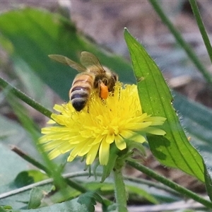 Apis mellifera at Gordon, ACT - Yesterday 01:39 PM