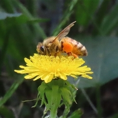 Apis mellifera at Gordon, ACT - Yesterday 01:39 PM