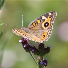 Junonia villida (Meadow Argus) at Gordon, ACT - 5 Mar 2025 by RodDeb