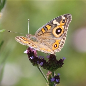 Junonia villida at Gordon, ACT - Yesterday 01:17 PM