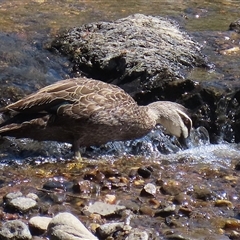 Anas superciliosa (Pacific Black Duck) at Gordon, ACT - 5 Mar 2025 by RodDeb