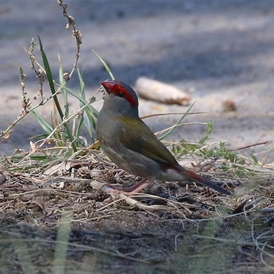 Neochmia temporalis (Red-browed Finch) at Gordon, ACT - 5 Mar 2025 by RodDeb